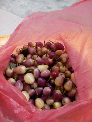 广西特产七彩椒 五彩椒 自 种植新 有机蔬菜  满5斤包邮 6.5元/斤