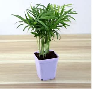 水培植物袖珍椰子袖珍叶子4株室内办公室内绿植创意植物迷你盆栽