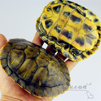 12厘米左右巴西龟活体免邮 巴西龟活体 宠物龟 巴西龟活体 招财龟