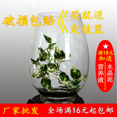恐龙蛋花瓶 透明玻璃花盆 水培花卉植物玻璃瓶绿萝专用瓶玻璃器皿