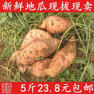 山东现挖新鲜农家自种有机红瓤生地瓜番薯红薯山芋香甜5斤包邮