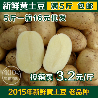 新鲜土豆2015年黄土豆农家自种老品种洋芋马铃薯蔬菜批发5斤包邮