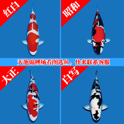 纯种日本锦鲤红白大正昭和三色丹顶观赏鱼精品锦鲤活体冷水鱼包邮