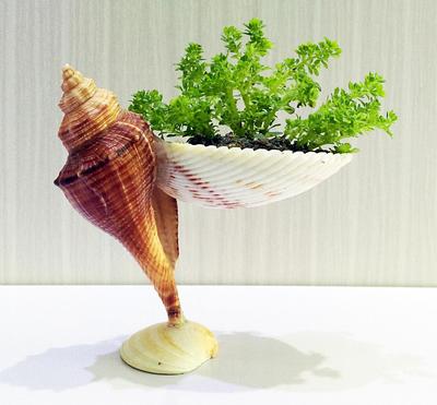【桌面调味品】贝壳创意DIY小花台