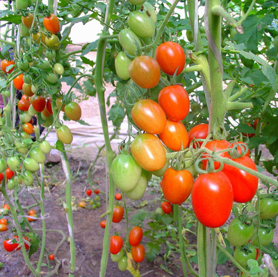 蔬菜小西红柿番茄圣女果种子 家庭盆栽水果 阳台种菜
