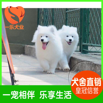 出售纯种萨摩耶犬 澳版白魔法血系萨摩幼犬宠物狗狗 活体中型犬