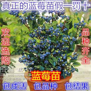 蓝莓苗蓝莓树苗木果树苗批发南北方庭院盆栽地载蓝莓包成活包邮