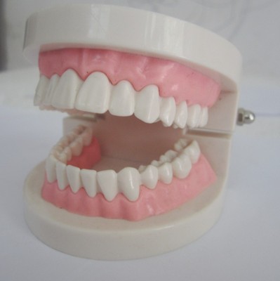 特价牙科诊所专卖 饰品 假牙模型 牙齿教学幼教仿真简单模型