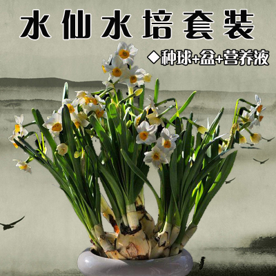 【四季水仙】室内盆栽 水培植物 水仙花含盆套装 净化空气