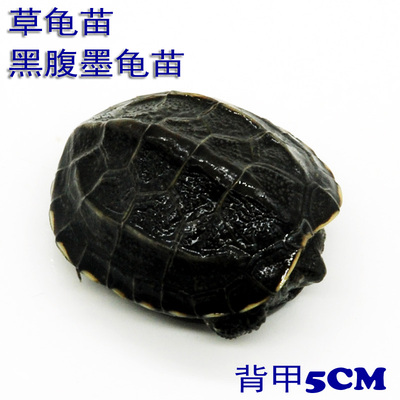 龟乌龟活体宠物龟中华草龟墨龟极品黑腹墨龟 4--5CM 包邮