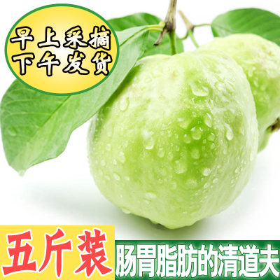 现货台湾珍珠品种番石榴高纤维新鲜芭乐低糖消食富含维生素C水果