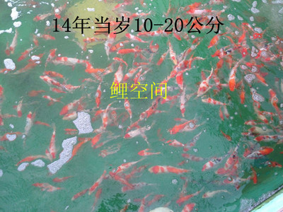 纯种日本锦鲤 锦鲤活体 风水鱼 红白 大正 昭和  锦鲤鱼苗 包活