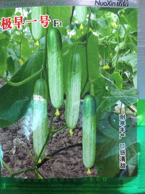 极早熟黄瓜种子一号节节有瓜高产耐寒春大棚蔬菜种子批发