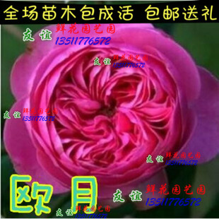 欧月苗 浓香型月季花苗 大花月季- 海蒂克拉姆 玫瑰花苗 月季盆栽