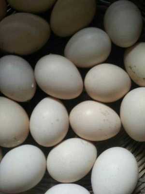 蓝孔雀蛋种蛋可孵化受精蛋