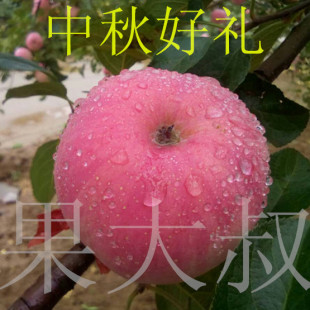 陕西特产洛川红富士苹果礼品果健康水果
