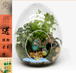 微景观苔藓微观植物生态瓶盆景创意玻璃办公室diy龙猫摆件盆栽