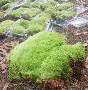 鲜活青苔 苔藓微景观材料生态瓶 白发藓 假山盆栽迷你植物diy材料