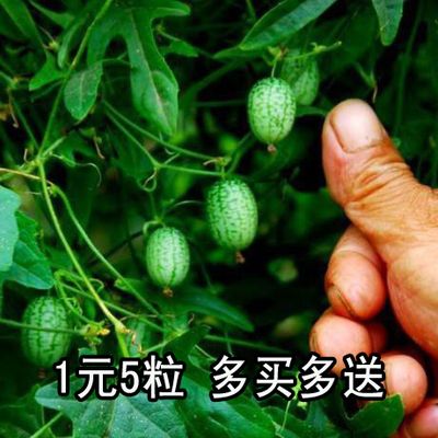 家庭阳台种植拇指西瓜种子 迷你西瓜种子 红绿瓤水果蔬菜佩普基诺