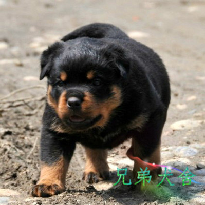 出售德国引进纯种赛级罗威纳犬宠物狗狗活体罗威纳幼犬包邮包健康