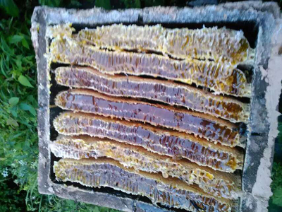 特价2斤包邮城口农家散养野蜂土蜂老蜂巢纯天然野生土蜂蜜保健品
