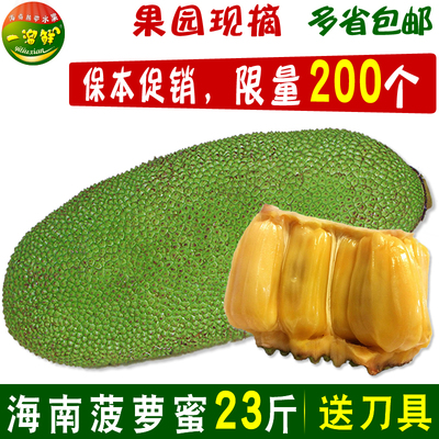【今天发25斤】海南菠萝蜜23斤 三亚新鲜水果木菠萝干苞 多省包邮