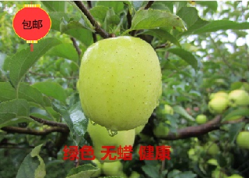 金帅苹果甘肃礼县特产新鲜绿色有机水果批发特价苹果脆甜5斤包邮