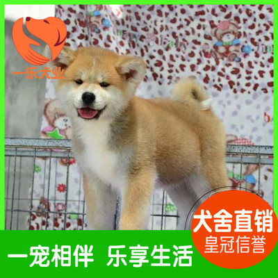 cku犬舍纯种日本秋田犬 精品幼犬出售 中大型宠物狗狗包纯种健康