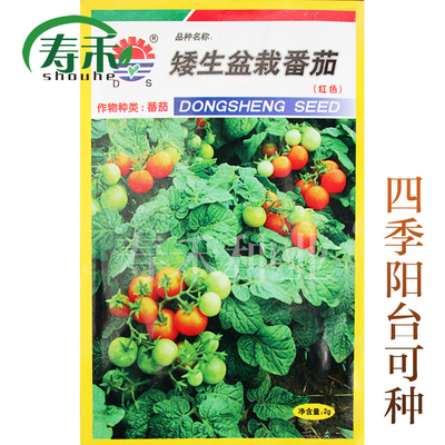 9.9包邮 矮生盆栽小番茄种子 红色黄色樱桃蔬菜水果 四季庭院阳台