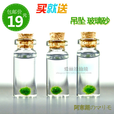 日本正品幸福海藻球Marimo 生态瓶球藻创意盆栽 微景观 创意礼品