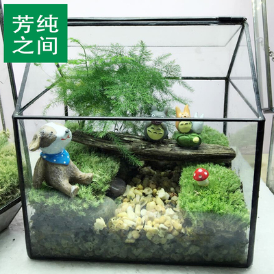 FCZJ苔藓微景观创意桌面迷你植物龙猫生态瓶