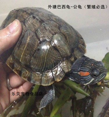 外塘活体巴西龟 公巴西龟 宠物龟 大种龟  重量8两-1斤  繁殖专用