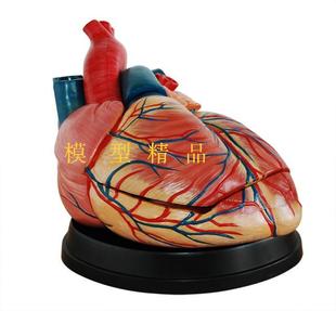 金牌信誉 大型心脏模型 新型大心脏解剖模型 心脏放大4倍模型3件