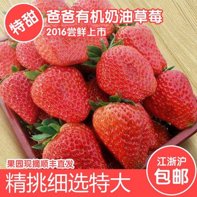 特大新鲜草莓现摘有机草莓丹东草莓牛奶草莓奶油草莓4斤顺丰包邮