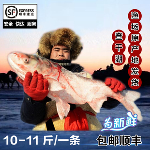 查干湖鱼胖头鱼冬捕鱼淡水湖野生鱼渔场产地直销发货10斤一条包邮