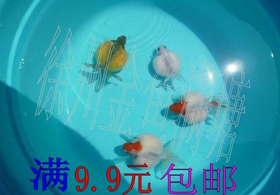 徐州观赏鱼/精品鼠头珍珠金鱼活体/白色珍珠/冷水鱼/实物拍摄