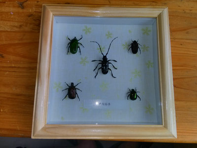 特价真昆虫标本框情人生日儿童节日礼物甲虫相框创意工艺品摆件01