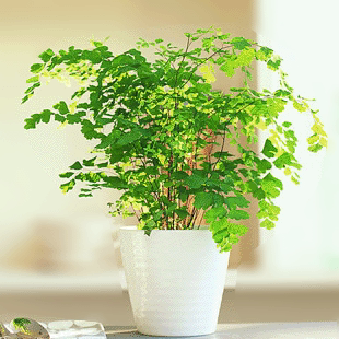 铁线蕨 中型植物 可水培 适合浴室 室内 盆栽绿植 吸甲醛净化空气