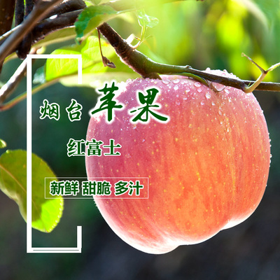 烟台栖霞红富士苹果冰糖心新鲜水果山东特产霜降老苹果10斤80#