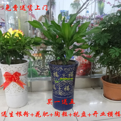 开业送的绿植礼物室内外陶瓷大盆栽万年青大绿萝吊兰鸿运花卉植物