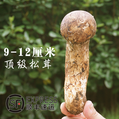 松茸新鲜云南野生菌松蘑菇香格里拉精品松茸菌9-12cm【2斤包邮】