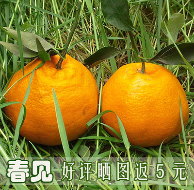 新鲜水果春见柑橘纯甜蒲江（耙耙柑）大果不知火丑柑1月发货包邮