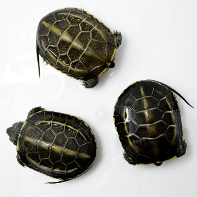 活体乌龟 4-6CM金线龟 中华草龟 宠物龟 人工养殖龟 乌龟包邮