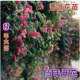蔷薇月季花苗蔷薇树桩老桩老根 藤本月季庭院阳台植物8年10年15年