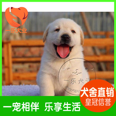 出售纯种幼犬拉布拉多 导盲犬 宠物狗狗 奶白短毛中型犬 包健康