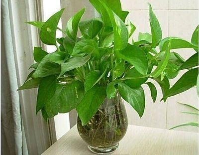 绿萝水培小植物办公室室内桌面盆栽美观净化空气吸甲醛观叶绿植