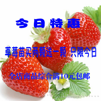 进口盆栽大草莓种子 水果种子 草莓种子 四季种植 易活口感甘甜