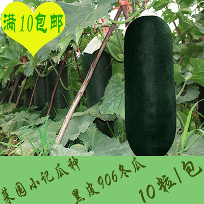 10元包邮 蔬菜种子种籽 黑皮/粉皮冬瓜种子 台湾小冬瓜种子 10粒