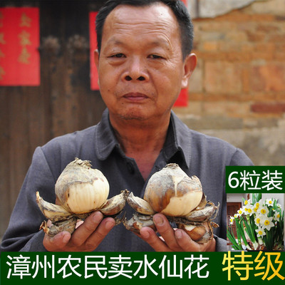 特级正宗漳州水仙花种球大球盆栽种子冬季花卉室内水培绿植