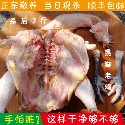 正宗土鸡杀后3斤黑脚老母鸡2-3年农家散养鸡苏北草鸡自养活鸡现杀